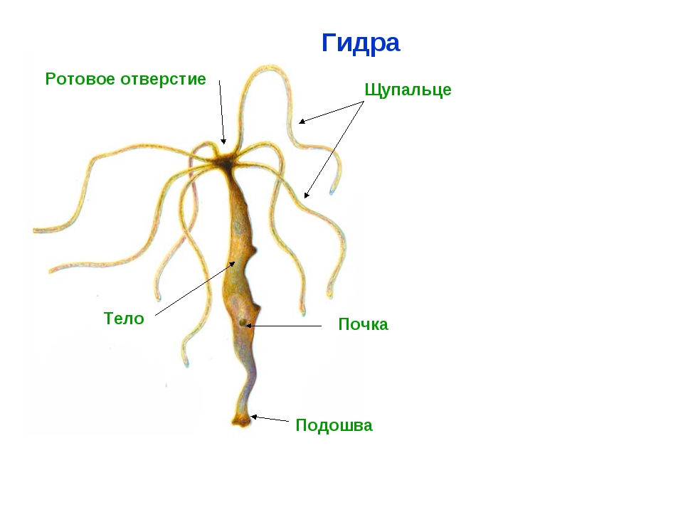Kra40at