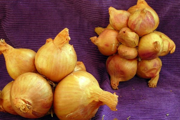 Kraken рабочее зеркало onion