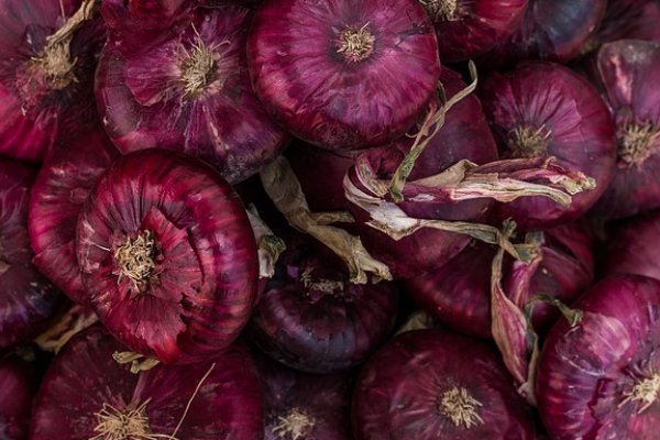 Kraken onion link